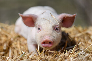 Wall Mural - Piglet on hay and straw at pig breeding farm