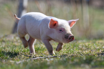 Wall Mural - Newborn piglet on spring grass on a farm