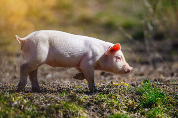 Wall Mural - Newborn piglet on spring grass on a farm