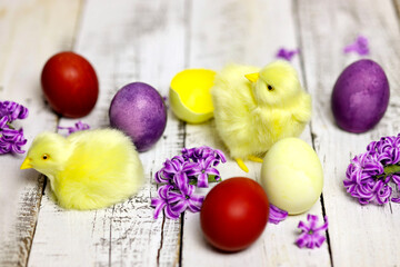  Easter composition with chikens, eggs and hyacinth spring flowers