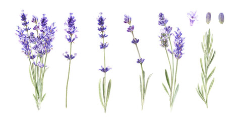 Watercolor botanical  lavender isolated on white background. Wedding illustration set for invitations, bridal shower, cards, fabric