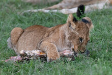Lion Cub In The Grass Chewing On A Bone