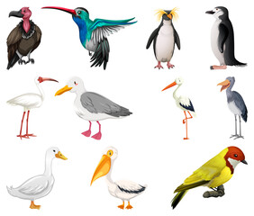 Canvas Print - Different kinds of birds collection