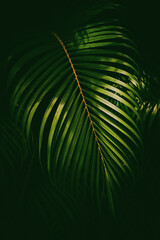 Wall Mural - green palm leaf pattern texture abstract background. copy space for graphic design tropical summer a