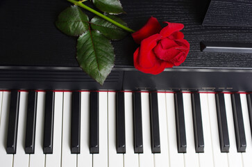 Wall Mural - Red rose lying on a piano keyboard. 