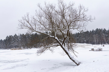 Poster - Winter landscape in the forest.