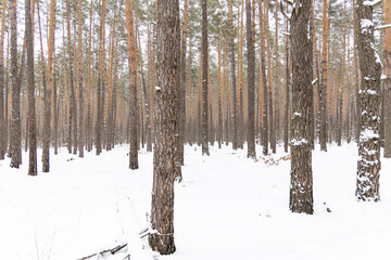 Poster - Snow-covered trees in the forest.