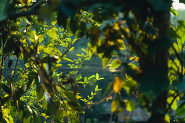 Poster - green leaves in nature in summer evening