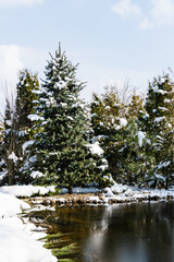 Wall Mural - Winter landscape with evergreens on bank of the Beautiful Garden Pond. Blurred foreground. Selective focus. Shore under snow. Pond water is frozen. Blue sky is reflected on the icy surface of pond.