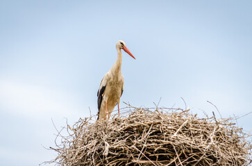 Wall Mural - The white stork stands in a built-in nest.