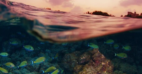 Wall Mural - Sunset in the tropical sea. Underwater view of the coral reef at sunset