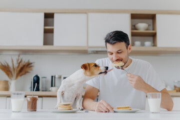 Hungry man eats sweet pancakes, uses fork, drinks fresh milk, dog sticks out tongue, asks to eat, sit at white table in modern kitchen