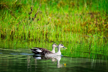 Sticker - A beautiful picture of an Indian spot-billed duck birds.