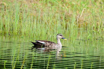 Sticker - A beautiful picture of an Indian spot-billed duck birds.