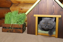 A Gray Cat Is Sitting In A Wooden Pet House  Near A Crate With Fresh Green Grass On The Background Of Log Wall.