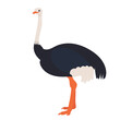 ostrich flat design, isolated, vector