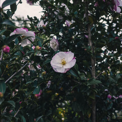 Wall Mural - Camellia flower