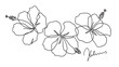 Beautiful hibiscus flower. Line art concept design. Continuous line drawing. Three blooming flowers. Vector illustration