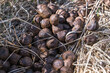 many balls of moose or deer dung on dry grass