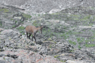 Poster - The queen of the peaks, Alpine ibex female in summer season (Capra ibex)