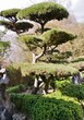 Chinesischer Etagenbaum im Arboretum Ellerhoop