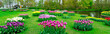 Rows of tulip flowers