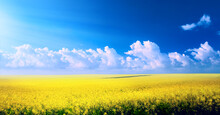 Art Spring Landscape Panorama With Yellow Flowers On Field And Blue Sky