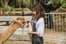 Child Girl Feeding An Alpaca On Natural Background, Llama On A Farm, Domesticated Wild Animal Cute And Funny With Curly Hair Used For Wool. High Quality Photo