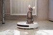 housework and smart technology concept , kitten play with robotic vacuum cleaner at home. White vacuum cleaner is working on the floor with calm pet sleeping on it. clean floor.