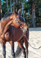 Canvas Print - Beautiful breed bay horse posing n the dunes