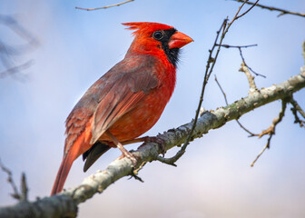 Wall Mural - A brightly colored Northern Cardinal perched on a branch at Cullinan Park in Sugar Land, Texas!