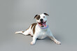 Cute staffordshire terrier in studio on gray background. Domestic dog posing on backdrop. Pit mix rescue dog.