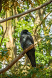 The large-billed crow (Corvus macrorhynchos), formerly referred to widely as the jungle crow sitting on a tree in Yoyogi Park, Tokyo, Japan