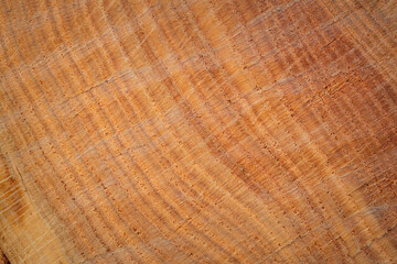 Poster - Rough cut round of oak wood