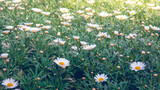 Fototapeta Kosmos - field of daisies