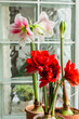 Bright bicolor blooming hippeastrum. Pink-white and red amaryllis in clay pots, macro. Home gardening concept.