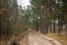 Dirt Road In A Green Coniferous Forest Spring Nature Landscape
