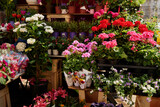 Fototapeta Kwiaty - Pots with flowers on the shelf of plant shop.