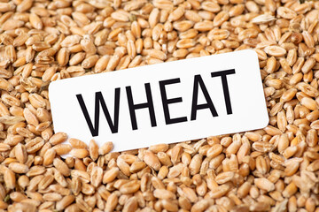 Sticker - White paper with inscription Wheat on grain. Concept of wheat grain