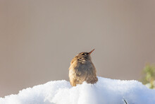 A Wren Sits On The Snow And Lets The Rays Of The Sun Warm Him Up