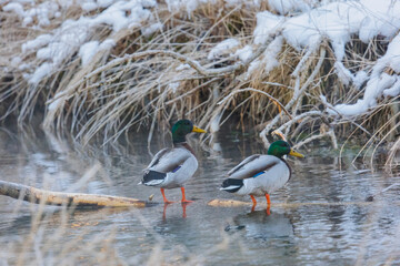 two male mallards swimming in a stream with snowy bank