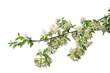 Wall Mural - Branch with blossoms isolated on white background