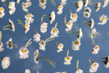 Wallpaper Of Multiple Daisy Flowers On Mirror Reflecting The Blue Sky In Spring