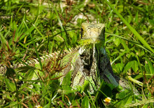 Wild Common Green Iguana (Iguana Iguana) Walking On The Grass