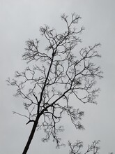 Naked Branches On Gray Sky Background
