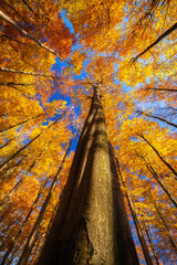 Wall Mural - Autumn treetops