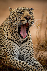 Wall Mural - Close up of a big male Leopard.