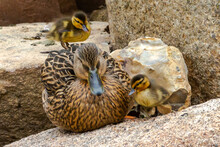 Mama Duck With Her Ducklings On The Stone Of A Pond. She Raises Ducks. Acuatic Birds. Duck Family