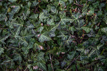 Ivy Texture, Climbing Ivy Close-up, Natural Background.