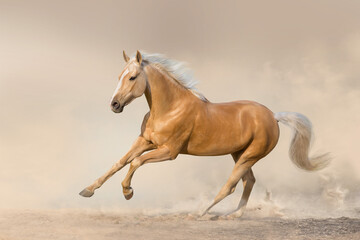 Wall Mural - akhal teke horse free run